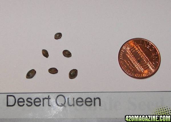 Desert Queen seeds