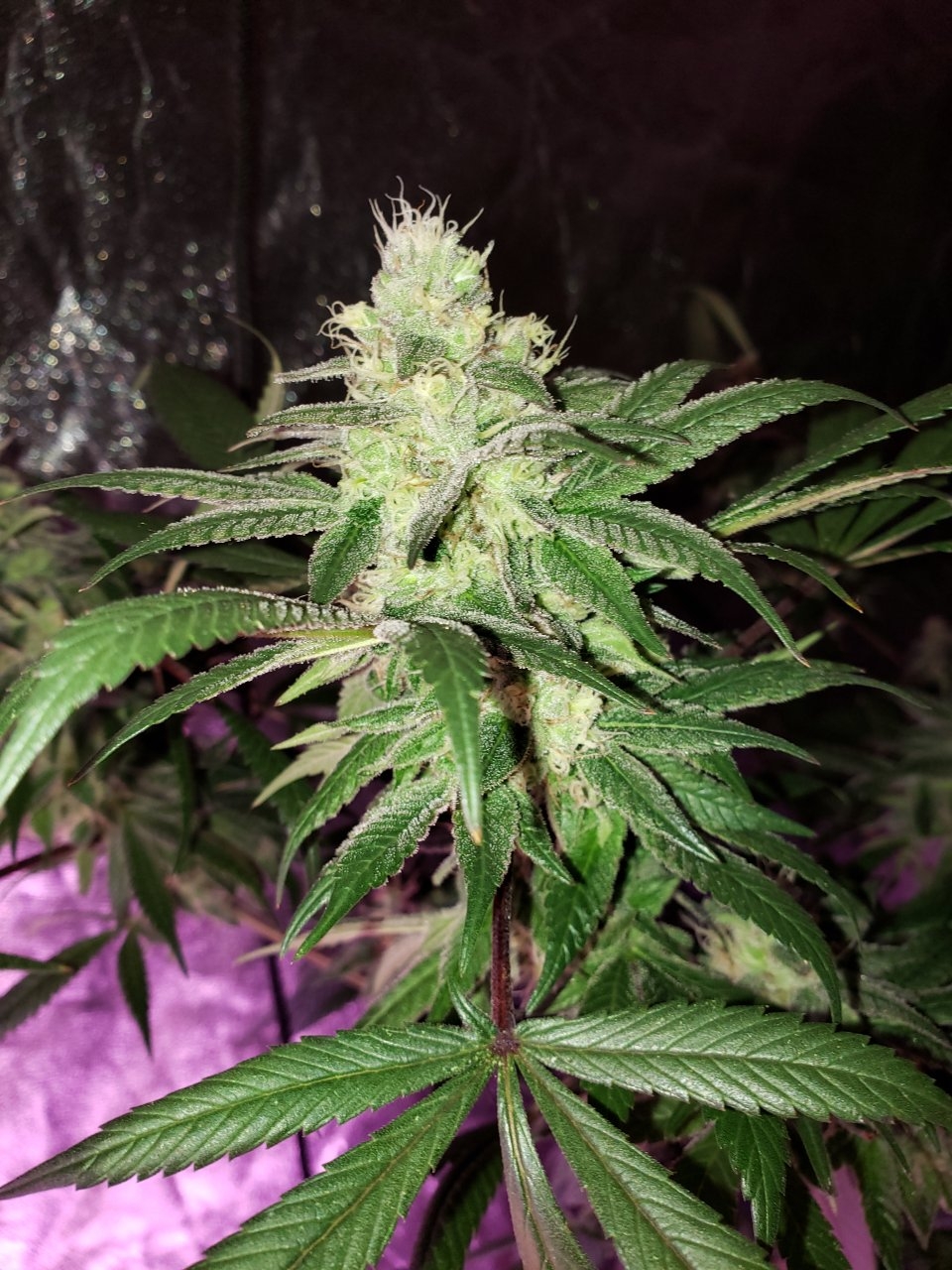 Devil's Carnival HB Budporn day 46