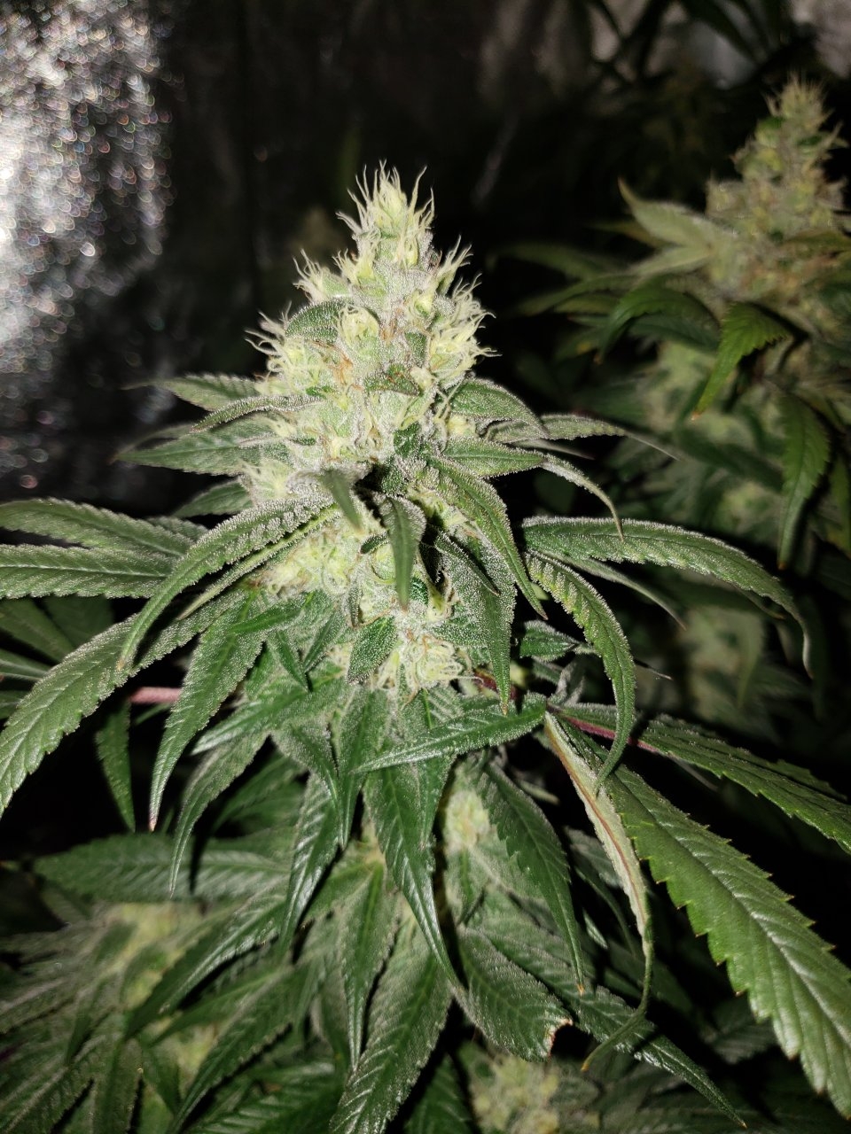 Devil's Carnival Highbrix day 46 flower