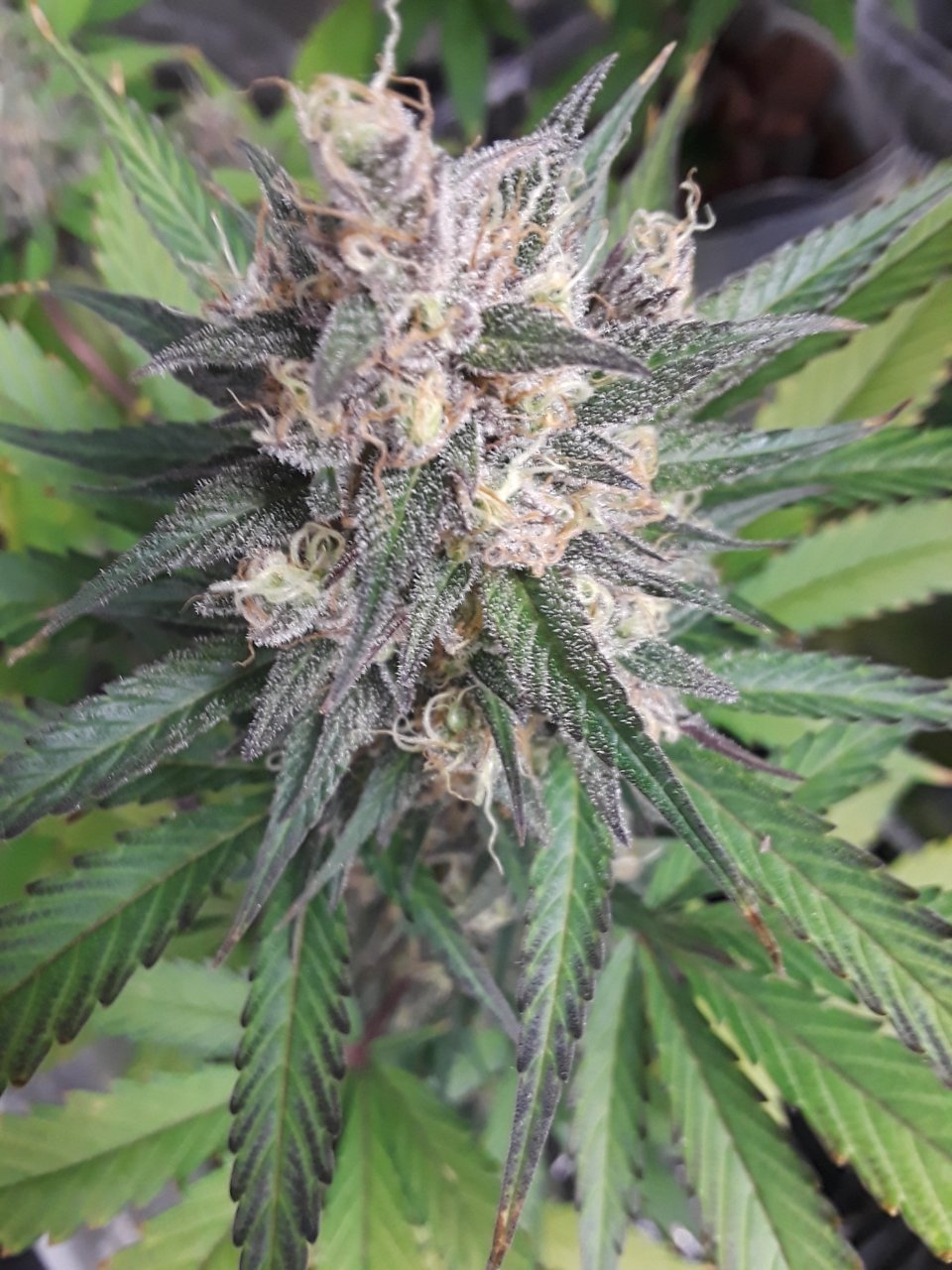 Devil's Pitchfork x NL x GG#4