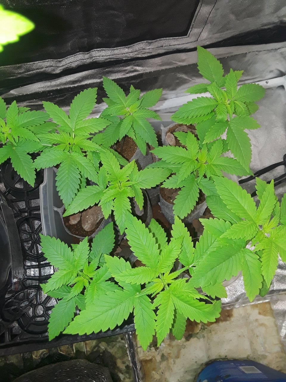 Devil's Pitchfork x Sensi NL x Nirvana NL IBL