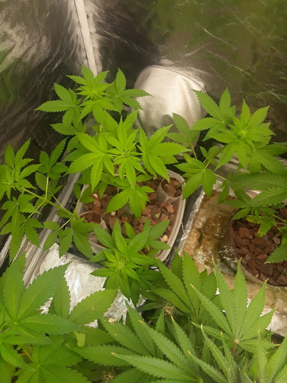 Devil's Pitchfork x Sensi NL x Nirvana NL IBL