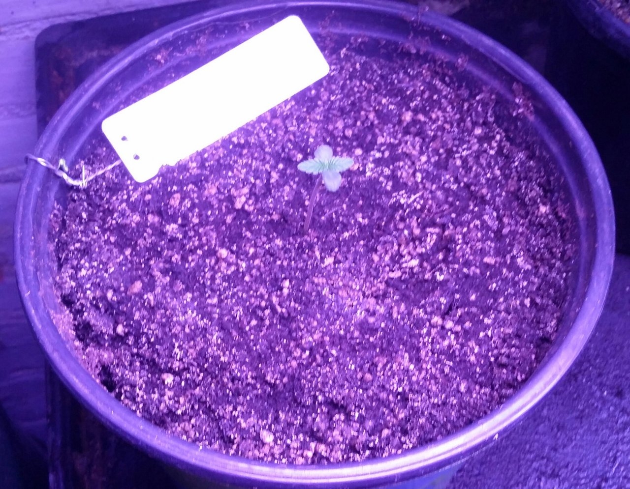 Devil's Tit Seedling - Day 2