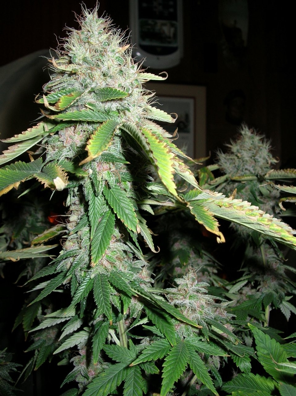 DevilsCarnival4 - 58 days - Chop