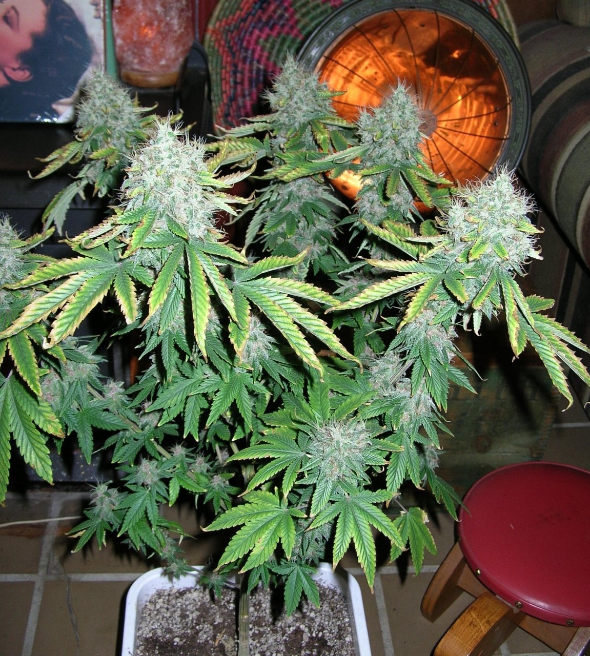 DevilsCarnival4 - 58 days - Chop