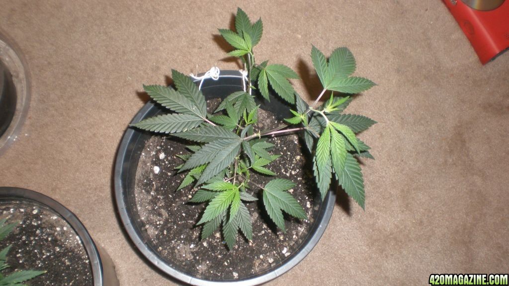 diablo kush on its way to being a momma