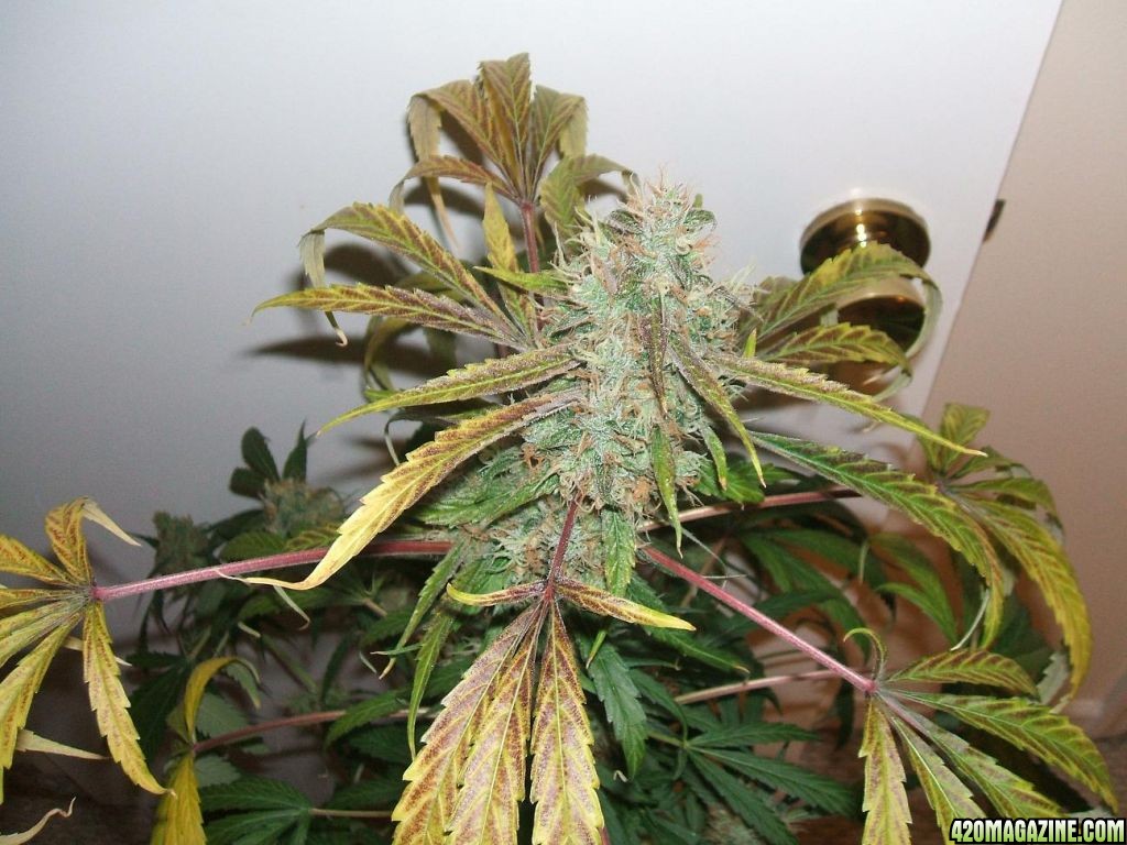 Diablo_1_cola_7wks