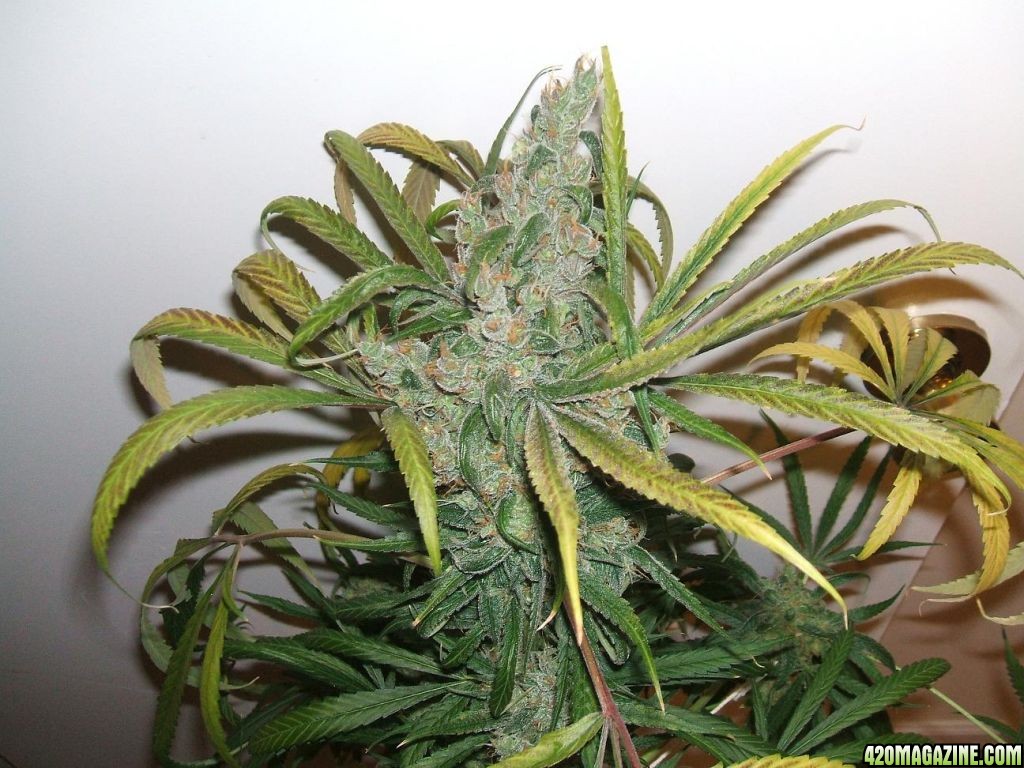 Diablo_2_cola_7wks