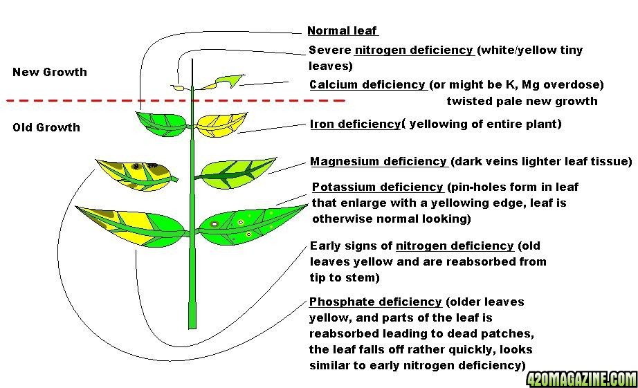 diagnosing plant issues