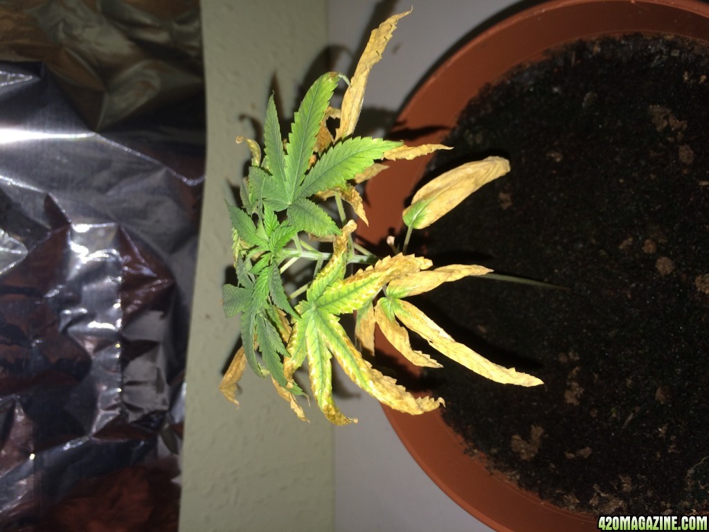 Diagnosis needed for this young plant