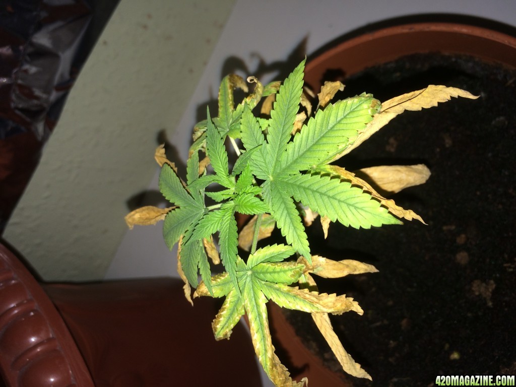 Diagnosis needed for this young plant