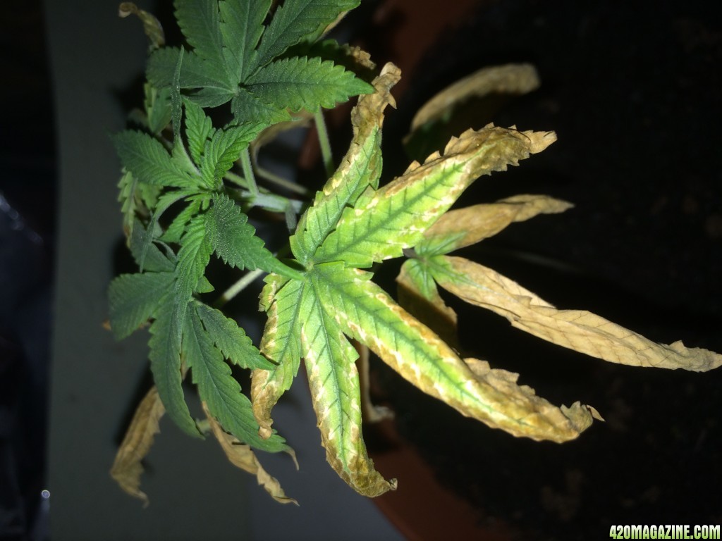 Diagnosis needed for this young plant