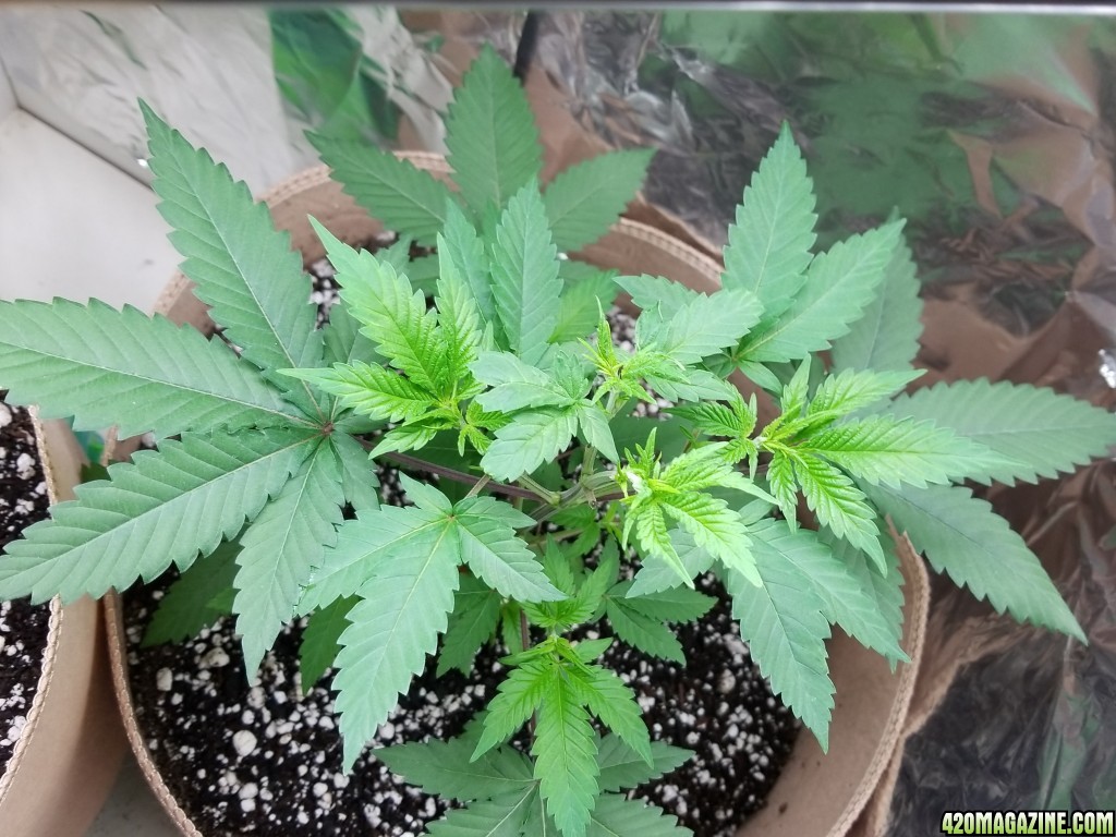 Dianna; Sour Diesel; GreenThunder grow1