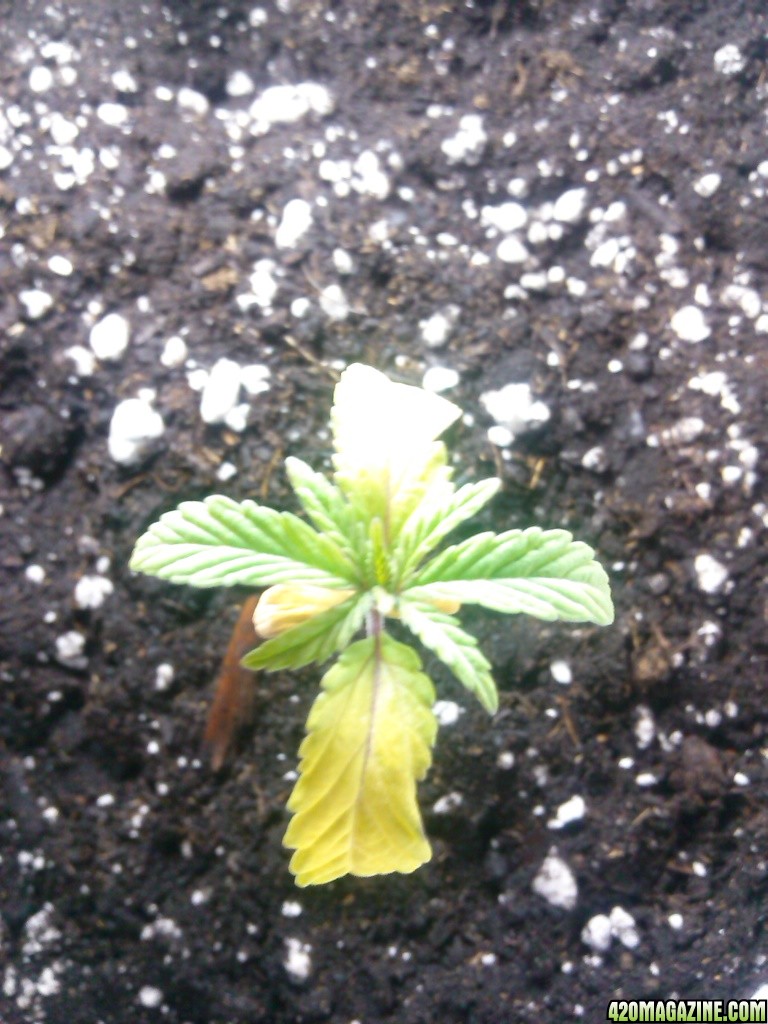 Dieing seedling