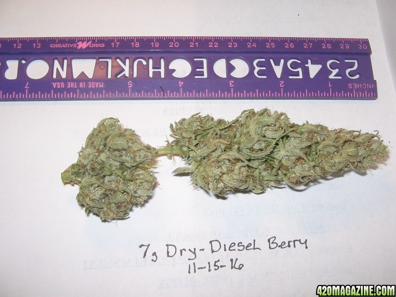 Diesel Berry Cola 11-15-16