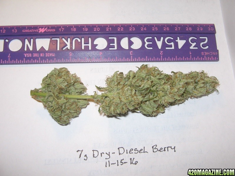 Diesel Berry Cola 11-15-16