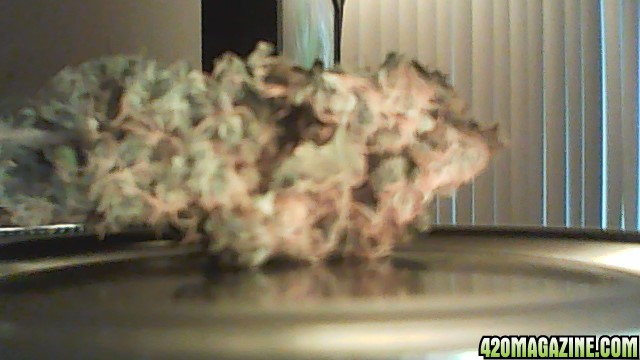 diffrent nug pics