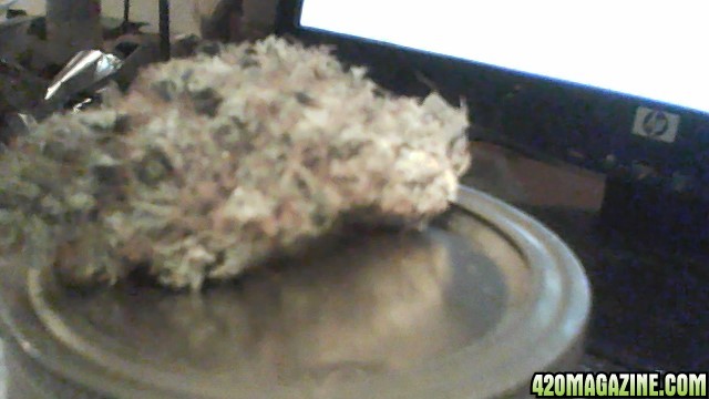 diffrent nug pics