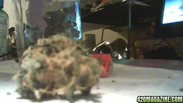 diffrent nug pics