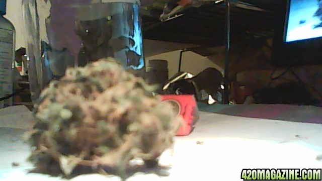 diffrent nug pics