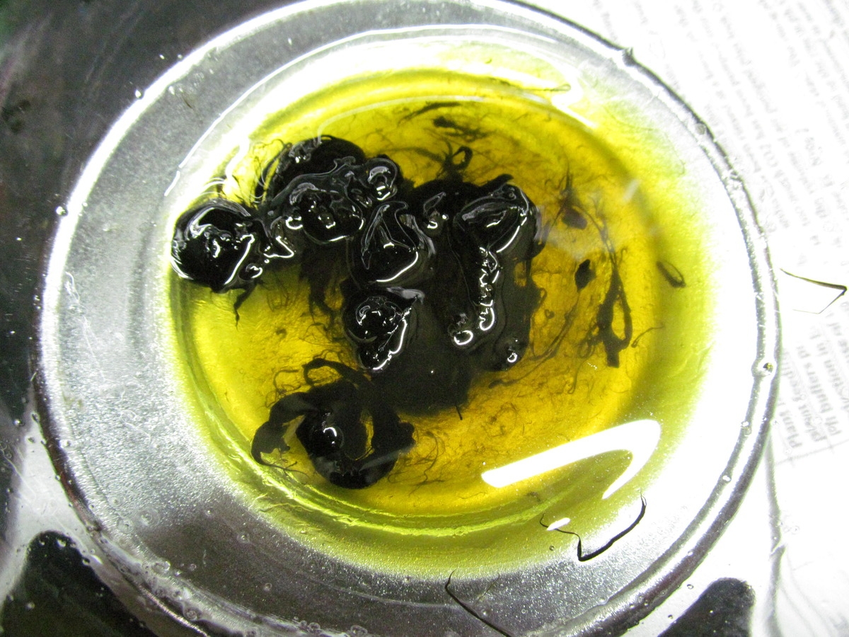 Diluting hash oil into honey and rose water for edibles.