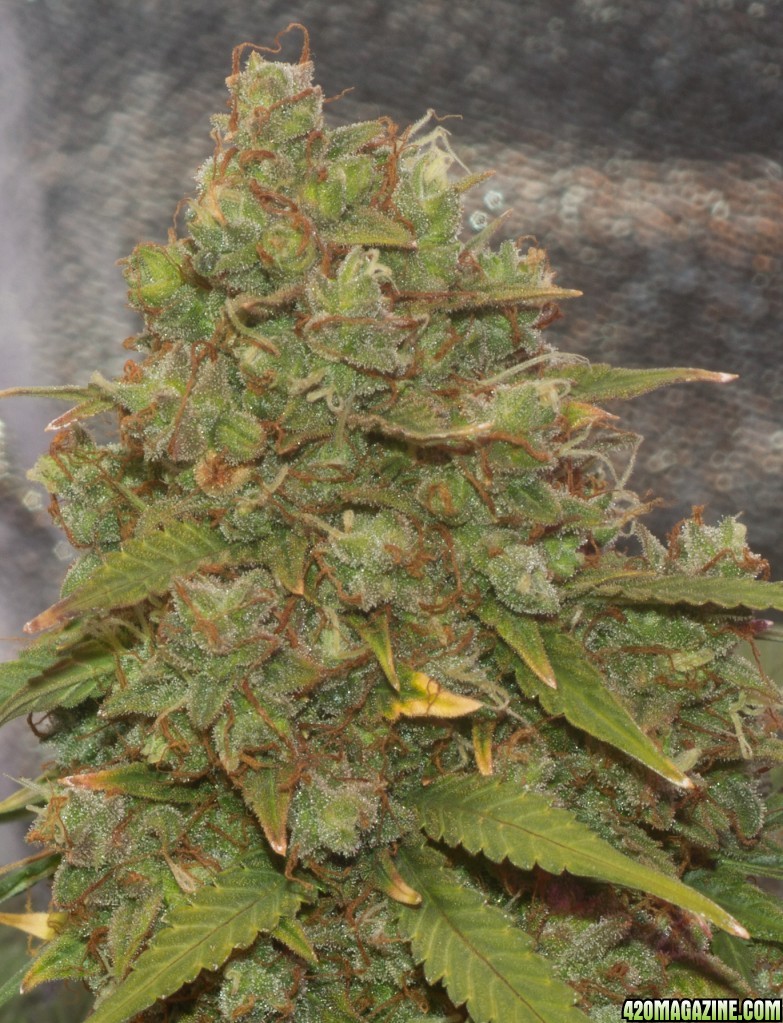 dinafem amnesia xxl