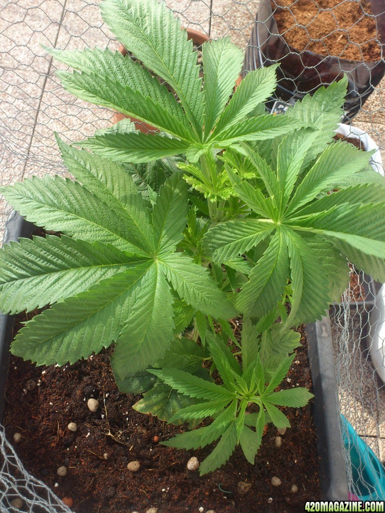 Dinafem Blue Widow