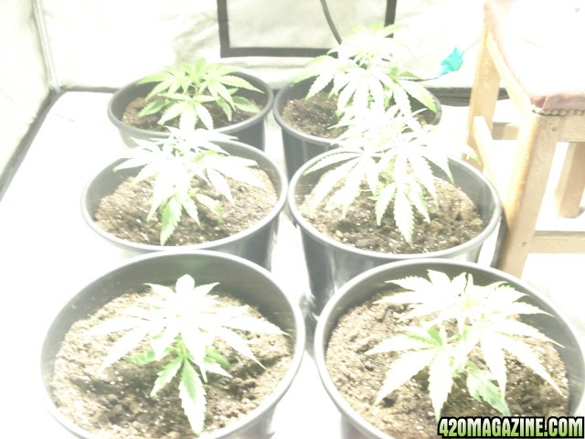 dinafem bluewidow/hash 1st week veg