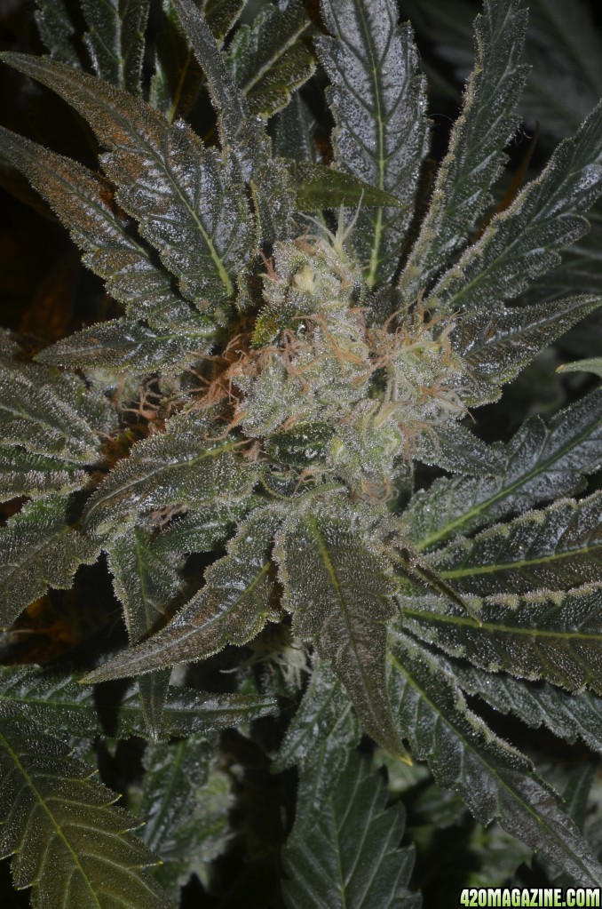 dinafem moby dick random bud close to the end