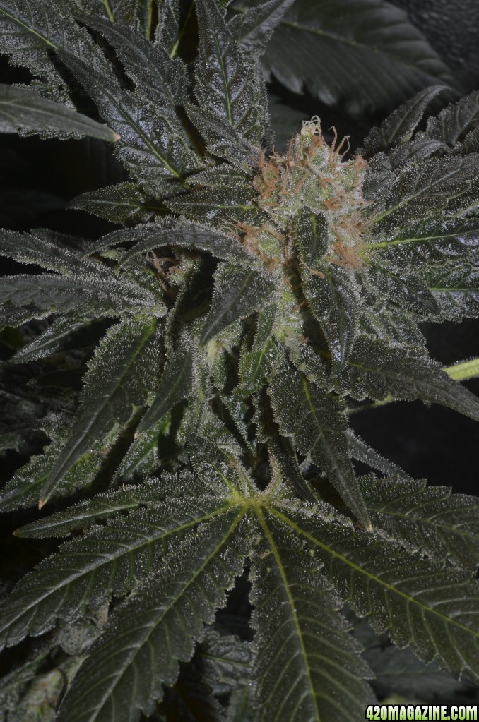 dinafem moby dick random bud close to the end