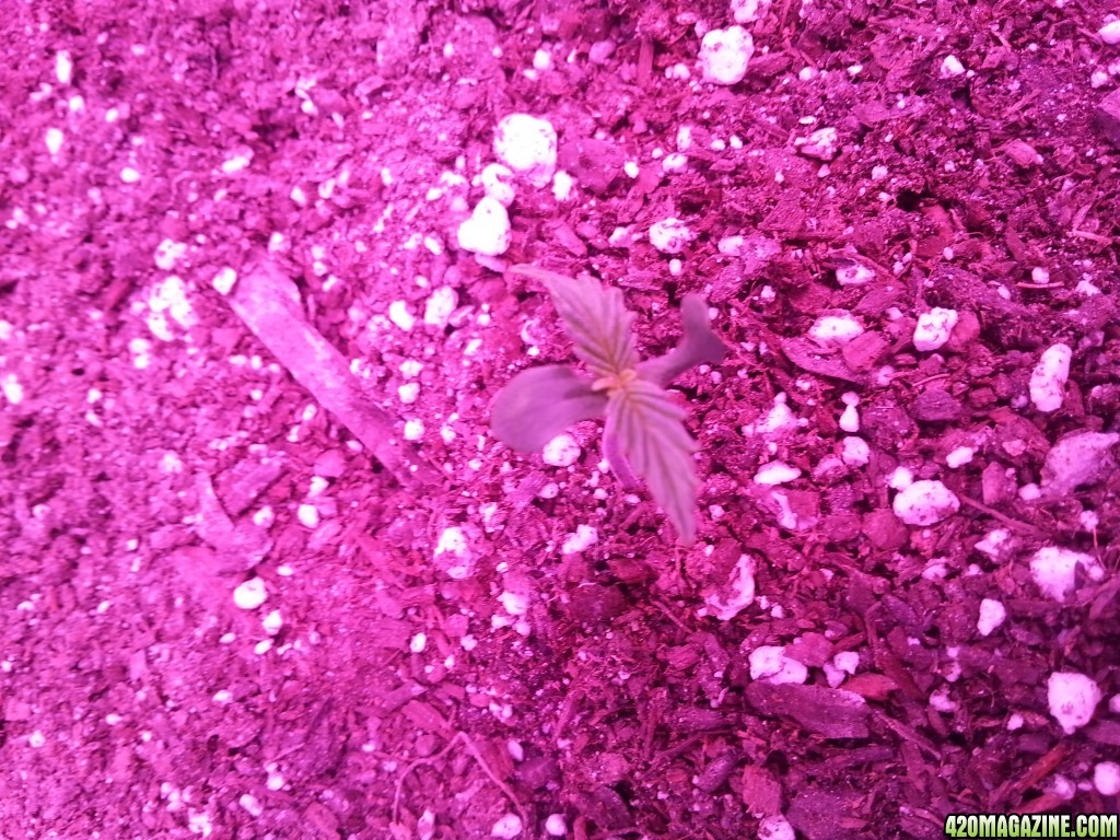 Dinafem White Widow Auto Grow LED 2016