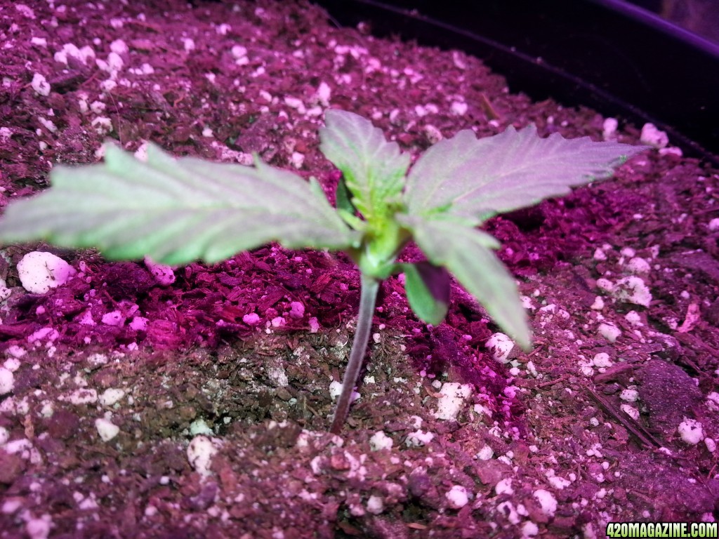 Dinafem White Widow Auto Grow LED 2016