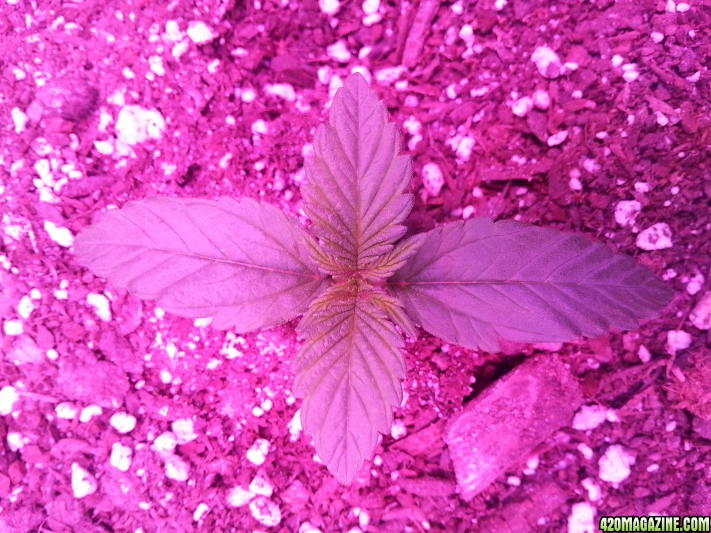 Dinafem White Widow Auto Grow LED 2016