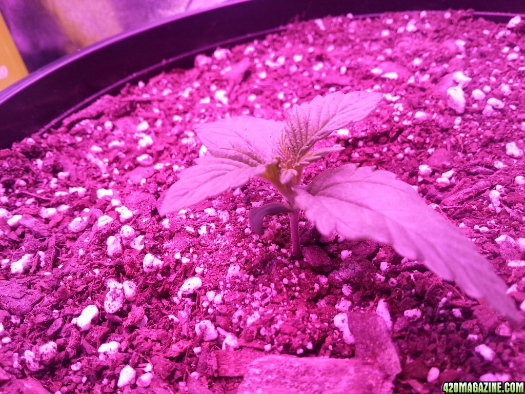 Dinafem White Widow Auto Grow LED 2016