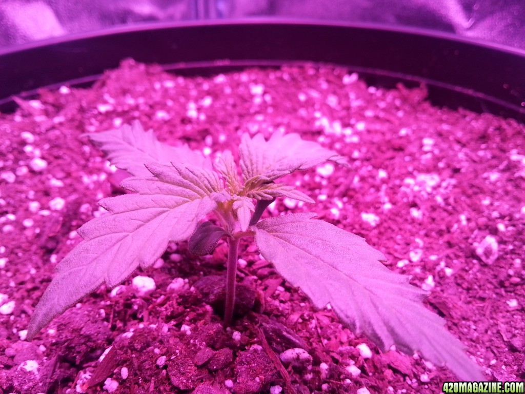 Dinafem White Widow Auto Grow LED 2016