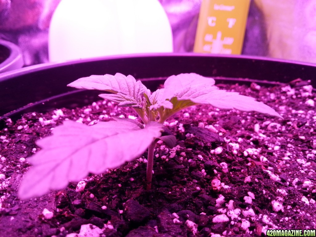 Dinafem White Widow Auto Grow LED 2016