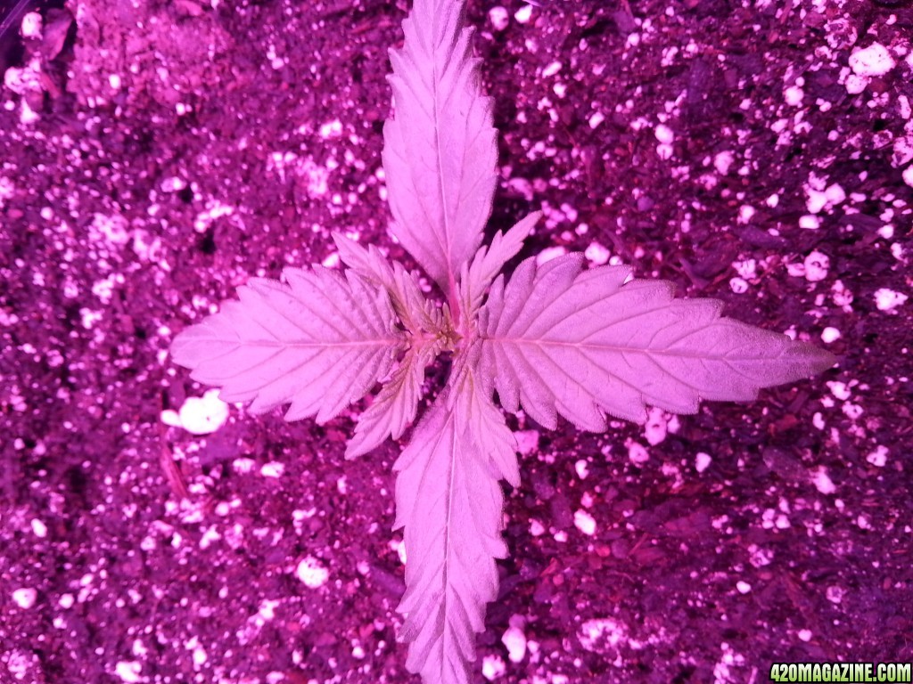 Dinafem White Widow Auto Grow LED 2016