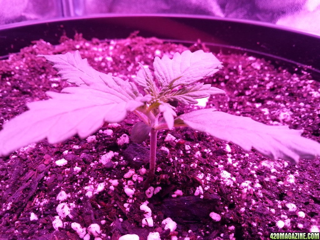 Dinafem White Widow Auto Grow LED 2016