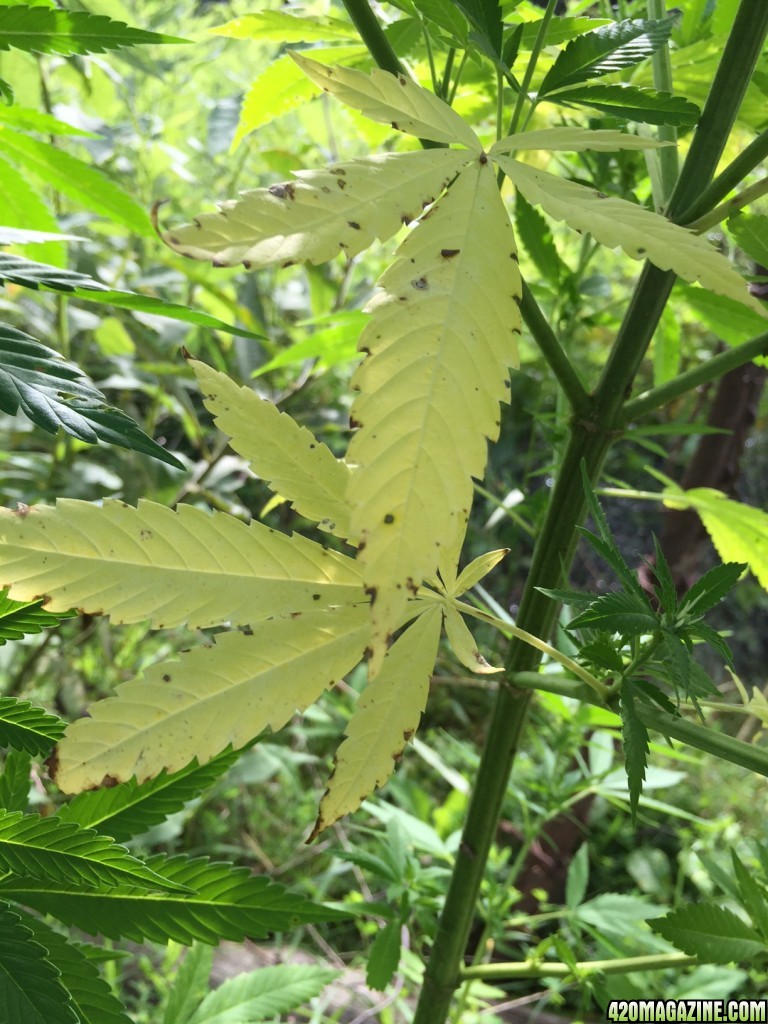 Discoloration of leaves