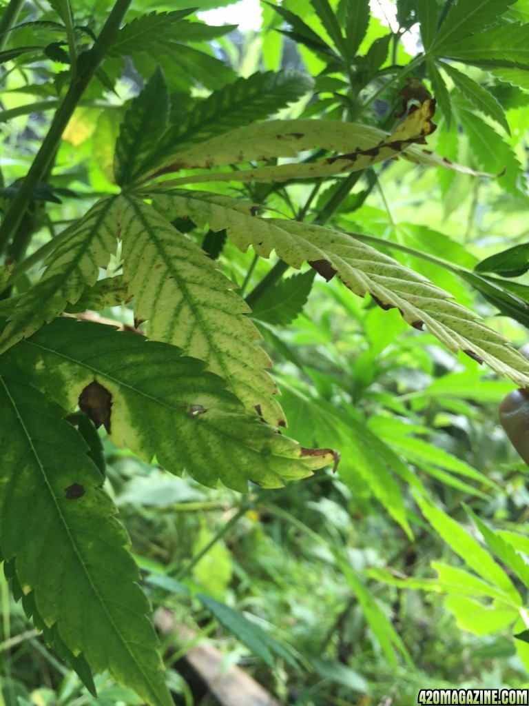 Discoloration of leaves