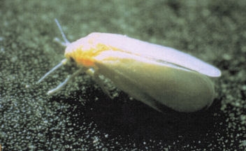 diseases-whitefly-1-1.jpg