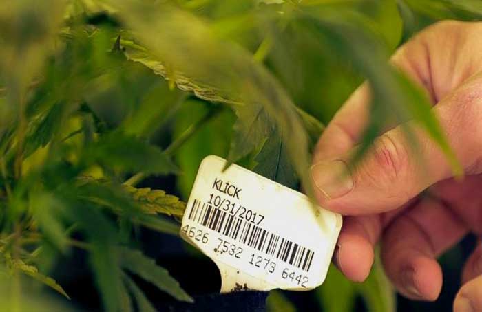 Dispensary Marijuana Tagged - Associated Press