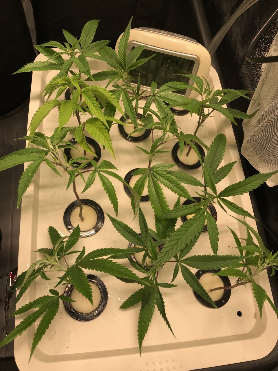 DIY Aeroponic Cloner.JPG