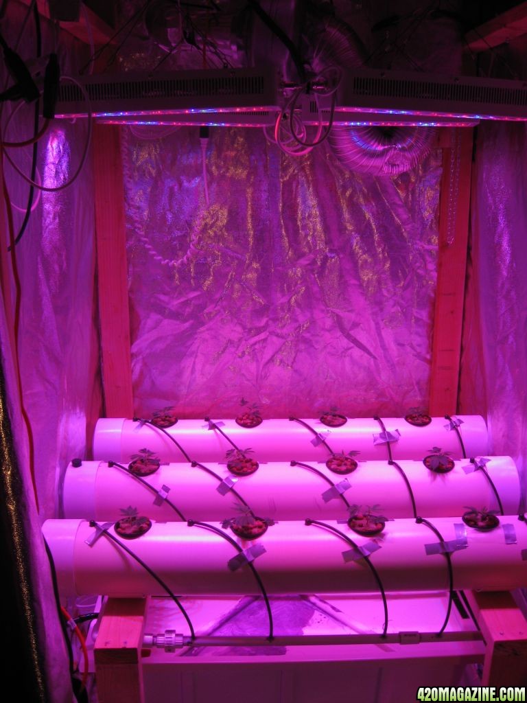 DIY Aeroponics Set-up