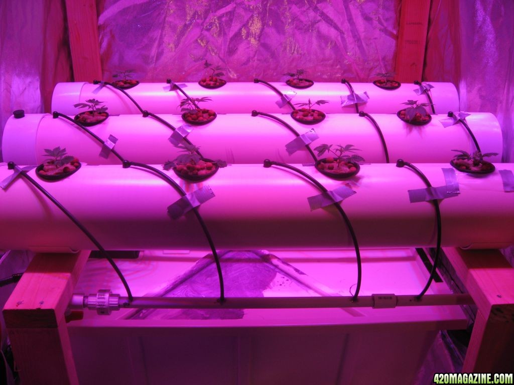 DIY Aeroponics Set-up