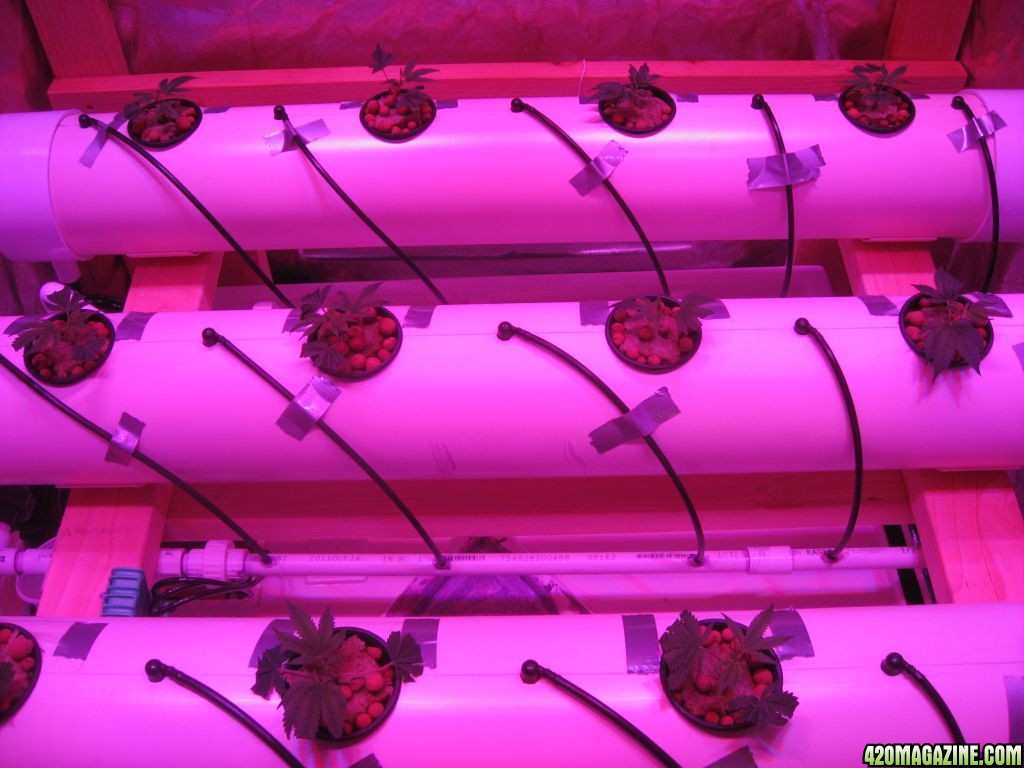 DIY Aeroponics Set-up