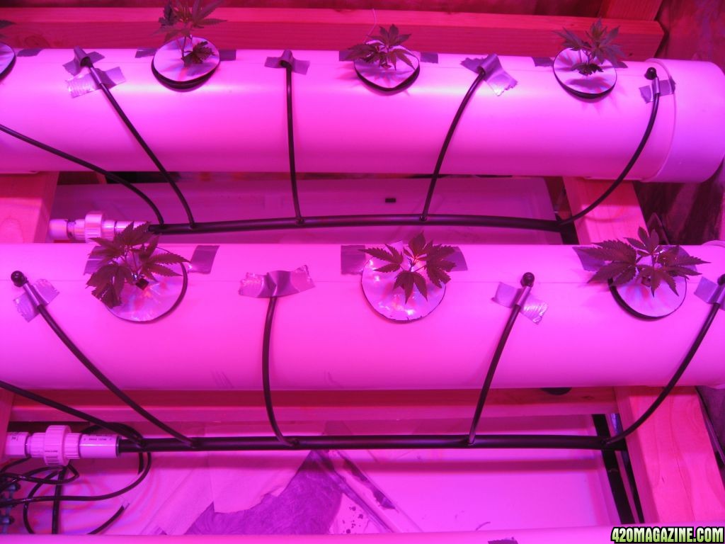 DIY Aeroponics Set-up