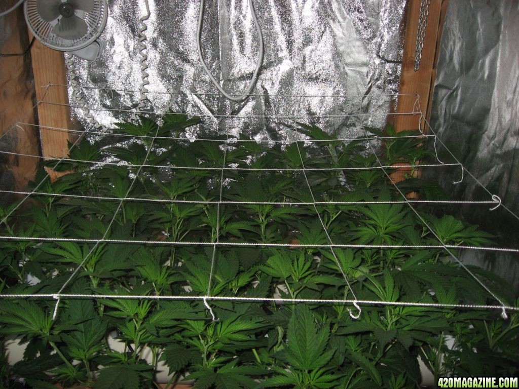 DIY Aeroponics: White Russian, 4 days into flower