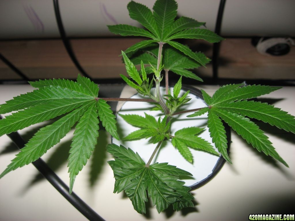 DIY Aeroponics: White Russian, 9-13 days into veg