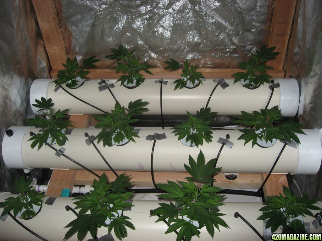 DIY Aeroponics: White Russian, 9-13 days into veg